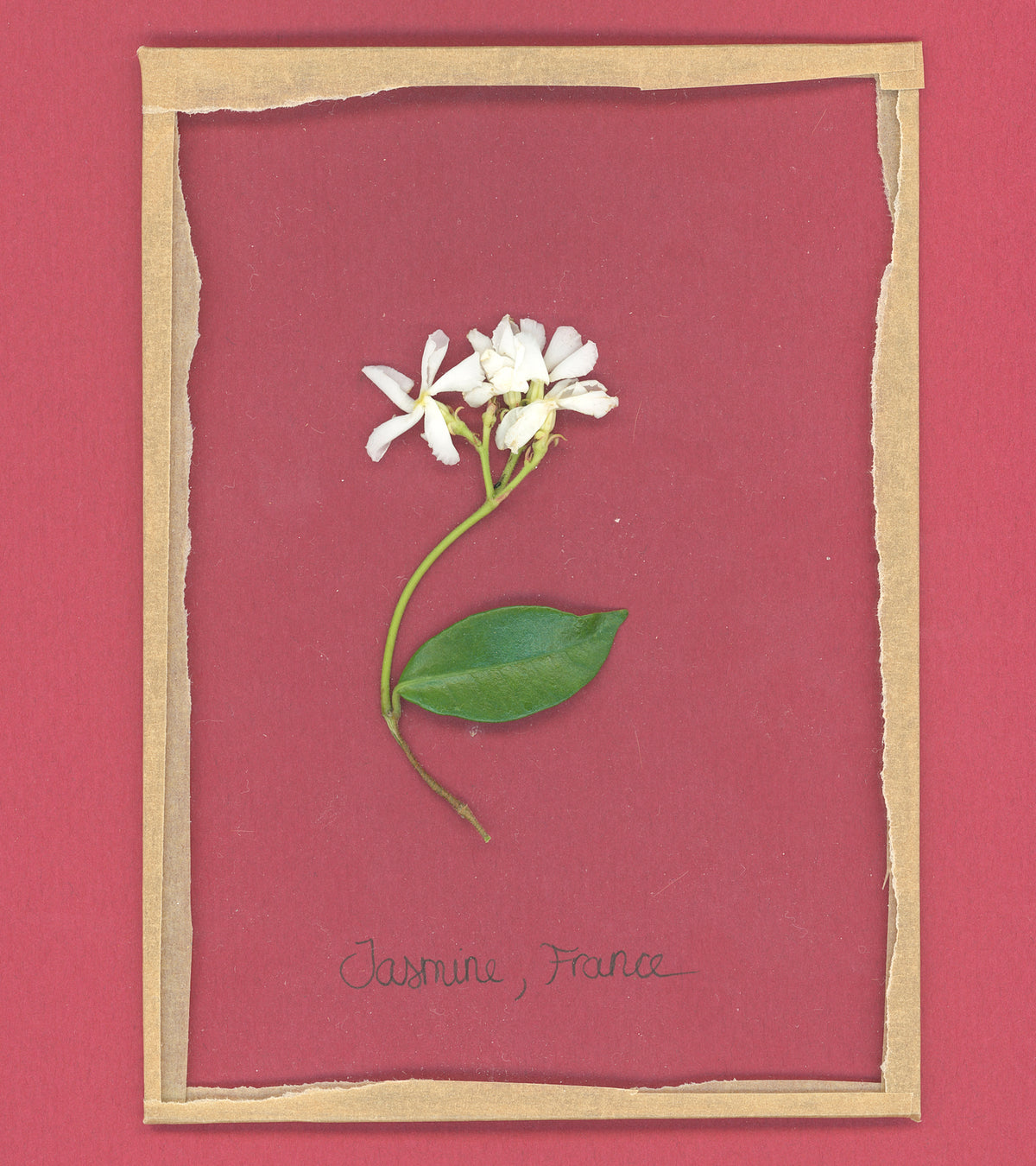 The jasmine flower; a delicate and floral scent used in our Flora Perfume Oil. 